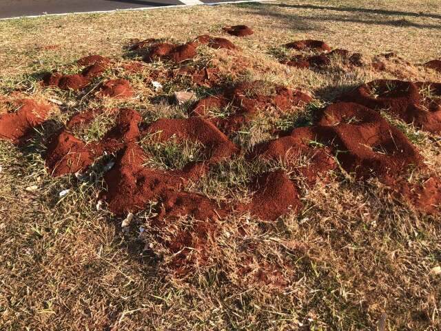 &ldquo;Praga&rdquo; de canteiros, ninhos de formigas sa&uacute;vas se espalham por avenida 