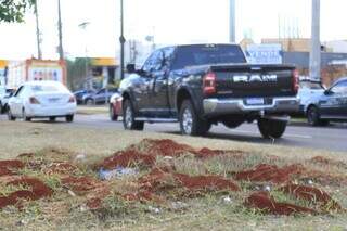 Detalhe dos formigueiros no canteiro da Avenida Mato Grosso (Foto: Alex Machado)