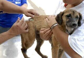 Cão SRD (sem raça definida) é vacinado com dose antirrábica, em Campo Grande. (Foto: Reprodução)