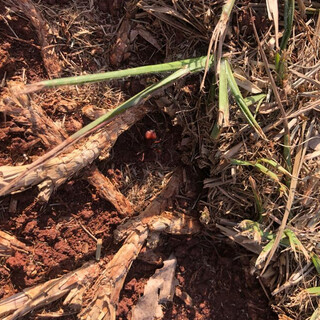 Formiga saúva em trilha na vegetação (Foto: José Milton Longo)