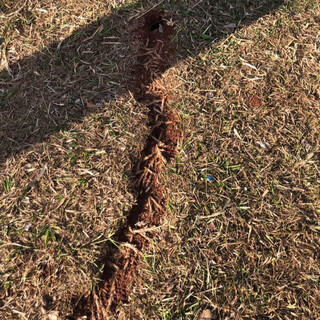 Trilha feita felas formigas em canteiro da avenida (Foto: José Milton Longo)