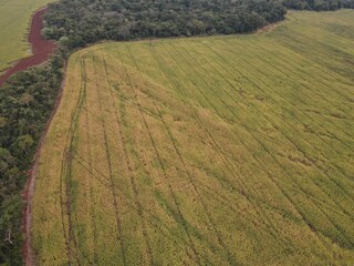 Área desmatada que virou lavoura (Foto: Divulgação/Ibama)