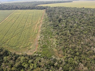 Divisão entre floresta e lavoura ilegal (Foto: Divulgação/Ibama)