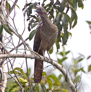 A ave aracuã sofre com declínio populacional em SP e MS. (Foto: Reprodução/ICMBio)
