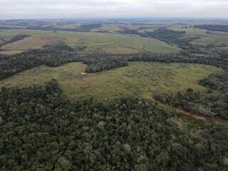 Desmatamento de floresta bem demarcado, em uma das propriedades (Foto: Divulgação/Ibama)