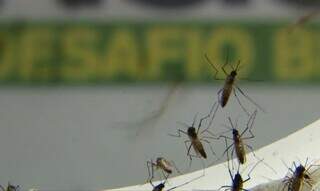 O mosquito Aedes aegypti, principal transmissor da dengue no Brasil. (Foto: Arquivo)