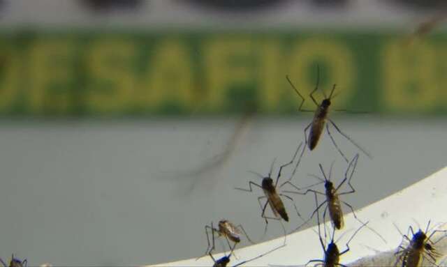 MS registra 526 casos confirmados e duas mortes por dengue