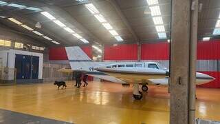 Agentes federais utilizam cão farejador durante buscas em hangar no interior paulista (Foto: Divulgação)