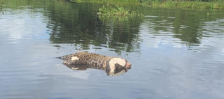 Onça sem a cabeça encontrada flutuando no leito do Rio Paraguai-mirim (Foto: reprodução / Diário Corumbaense) 