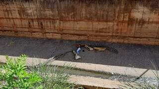 Homem deitado dentro do córrego, após fugir de policiais (Foto: Henrique Kawaminami)