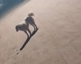 Para Sempre ao Seu Lado? Cachorra espera dono que a abandonou