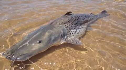Pesquisador alerta: 12 espécies de peixes em rios de MS correm risco de extinção