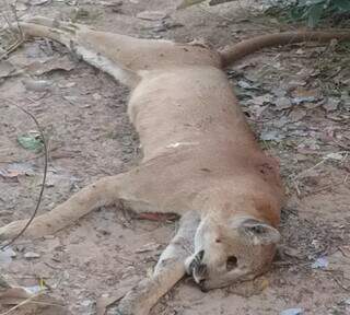 Onça-parda foi abatida por funcionários de fazenda em Rio Verde. (Foto: Reprodução)