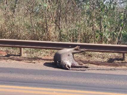 Anta atropelada &eacute; encontrada morta em avenida de acesso &agrave; BR-262