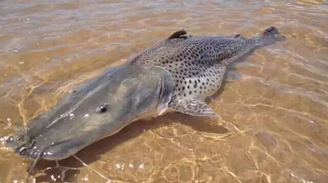 Pesquisador alerta: 12 esp&eacute;cies de peixes em rios de MS correm risco de extin&ccedil;&atilde;o