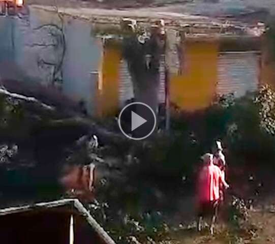 Poda &ldquo;radical&rdquo; de &aacute;rvore chama aten&ccedil;&atilde;o de moradores na Vila Margarida