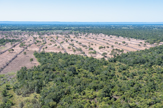 Contraste entre o verde e o árido no Pantanal de Mato Grosso do Sul. (Foto: Gustavo Figueirôa/SOS Pantanal)