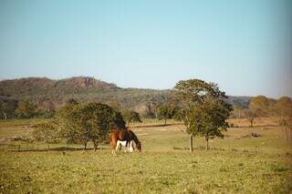 Cavalos pastam em área verde dentro de fazenda em Rio Verde de MT (Foto: Alexandre Pimenta Reis)