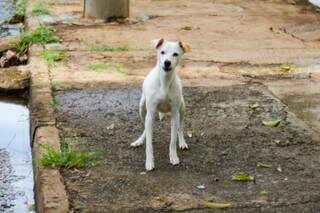 Cachorro abandonado em rua de Campo Grande (Foto: Arquivo/Alex Machado)