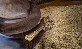 Trabalhador manuseia grãos de soja estocados em armazém; oleaginosa é o principal produto da agricultura. (Foto: Arquivo/Agência Brasil)