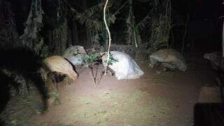 Gaiola onde traficante prendia os animais. (Foto: Direto das Ruas)