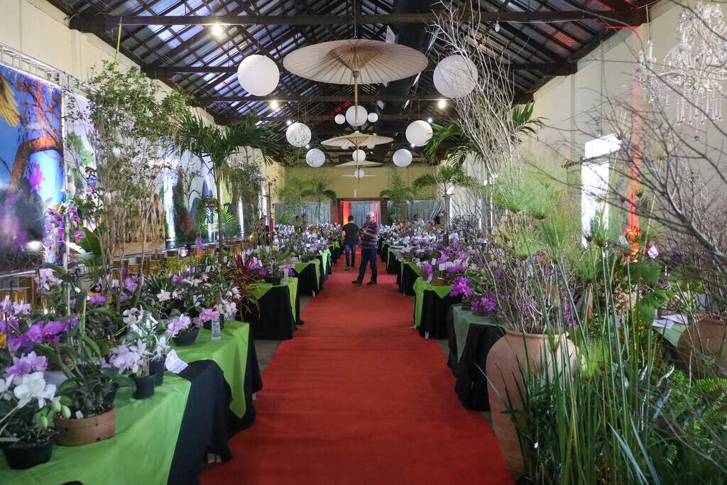 Exposição Nacional de Orquídeas começa hoje em Campo Grande Consumo