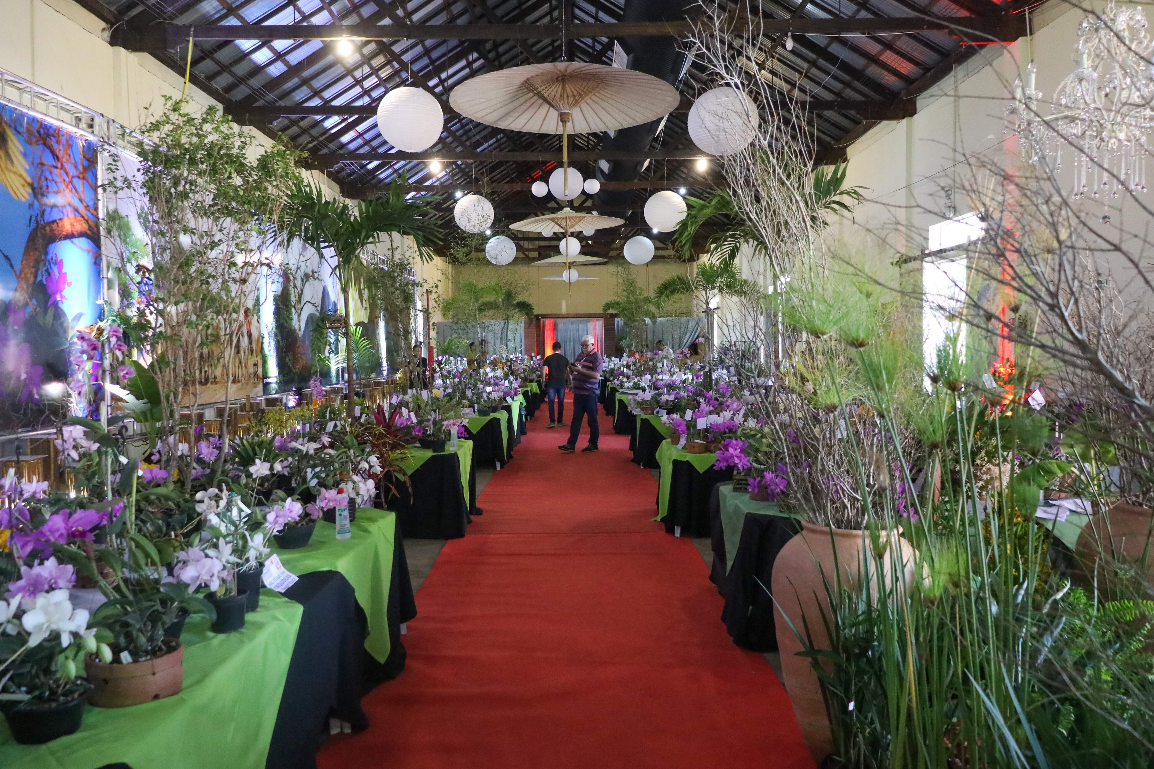 Exposição Nacional de Orquídeas começa hoje em Campo Grande