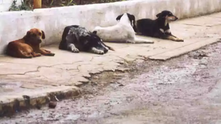 Sa&uacute;de nega eutan&aacute;sia em massa ap&oacute;s recolher animais de rua