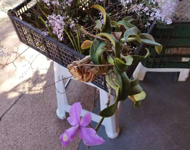 Ibama confisca orqu&iacute;deas vendidas em pra&ccedil;a ind&iacute;gena