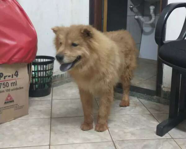 Den&uacute;ncia de abandono encerrou 6 meses de buscas por Rebeca