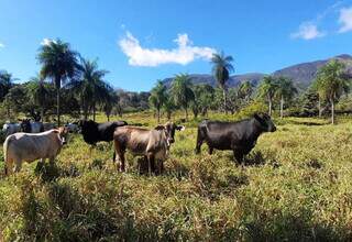 Pecuária é a principal atividade econômica do Pantanal. (Foto: Sindicato Rural de Corumbá/Facebook)