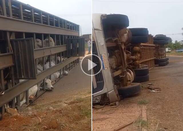 Carreta tomba na BR-262 e bois ficam presos nas ferragens