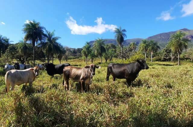 Pantanal troca de m&atilde;os: sai o &ldquo;pantaneiro raiz&rdquo; e entra o fazendeiro de cidade