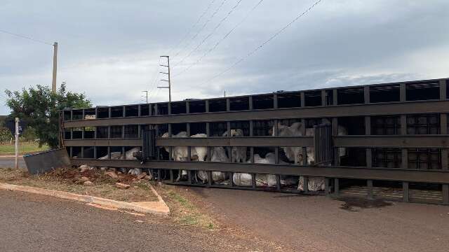 Motorista tombou carreta com bois ao perder controle em rotat&oacute;ria