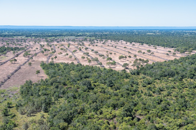 Comit&ecirc; est&aacute; reunido para debater resolu&ccedil;&atilde;o do Conama sobre Pantanal