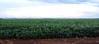 Lavoura cultivada com soja em propriedade rural sul-mato-grossense; oleaginosa ocupa maior área plantada em MS. (Foto: Arquivo/Governo MS)