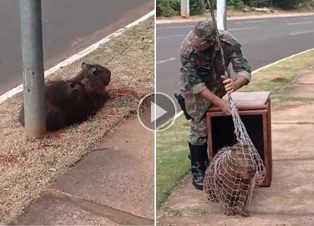 Capivara é resgatada com queimaduras pelo corpo em área de preservação