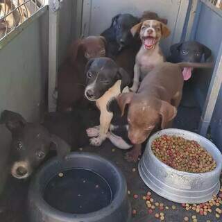 Os cãezinhos resgatados continuam em pet shop (Foto: Direto das Ruas)