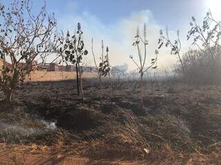 Estado de terreno baldio, localizado na Avenida Senador Filinto Müller, após incêndio (Foto: Gustavo Bonotto)