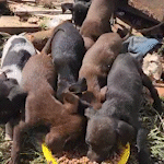 Veterinário encontra filhotes de cães em 