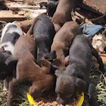 Veterinário encontra filhotes de cães em "lixão" e coloca para adoção
