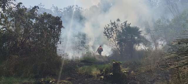 Inc&ecirc;ndio consome um hectare de mata durante a tarde 