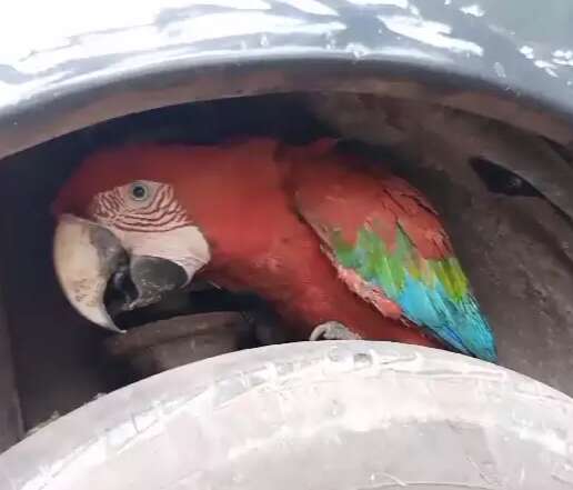 Arara &eacute; resgatada ap&oacute;s se &quot;esconder&quot; em para-lama em Corumb&aacute;