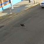 Motorista atropela cachorro e foge sem prestar socorro na Coronel Antonino