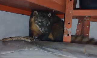 Quati foi resgatado e devolvido à natureza, sem ferimentos (Foto: Diviulvação)