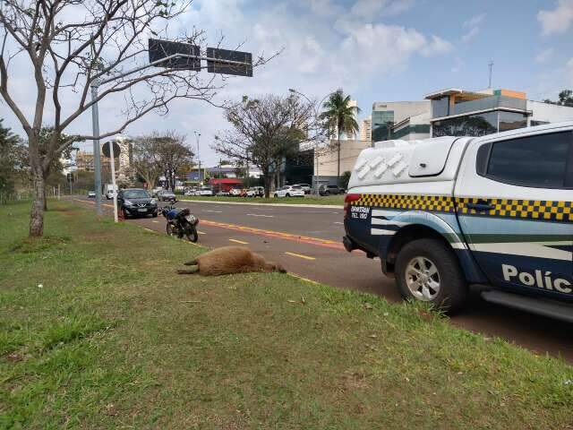 Homem fica ferido em acidente envolvendo carro, moto e capivara 