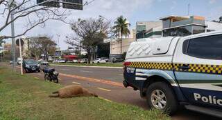 Polícia de Trânsito no local de acidente envolvendo a capivara, a moto e o carro (Foto: Idaicy Solano)