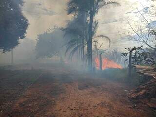 Incêndio em terreno de horta no bairro Parati (Foto: Osmar Daniel Veiga)