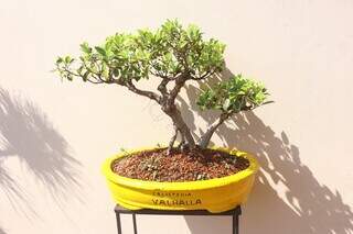 No ideograma japonês bonsai significa &#39;plantado na bandeja&#39;. (Foto: Paulo Francis)