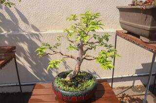 No jardim é possível observar os diferentes estilos do bonsai. (Foto: Paulo Francis)